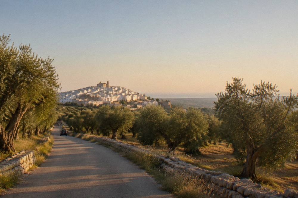A country road lined with ancient olive trees stretching toward a distant town