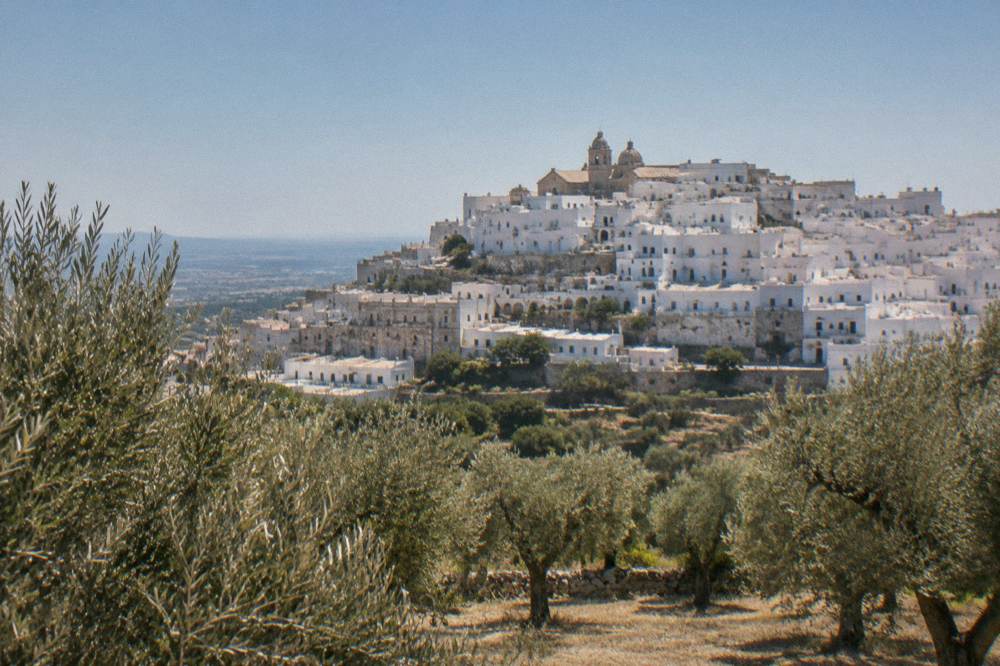 Sunlit white buildings on a hillside seen from a surrounding olive grove